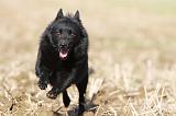 SCHIPPERKE 455